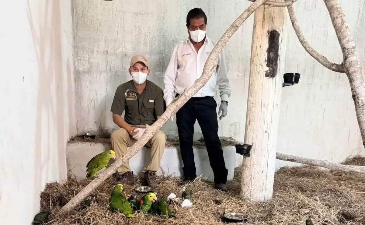 La repatriación de estos loros resalta la cooperación entre México y Estados Unidos en la lucha contra el tráfico de especies.