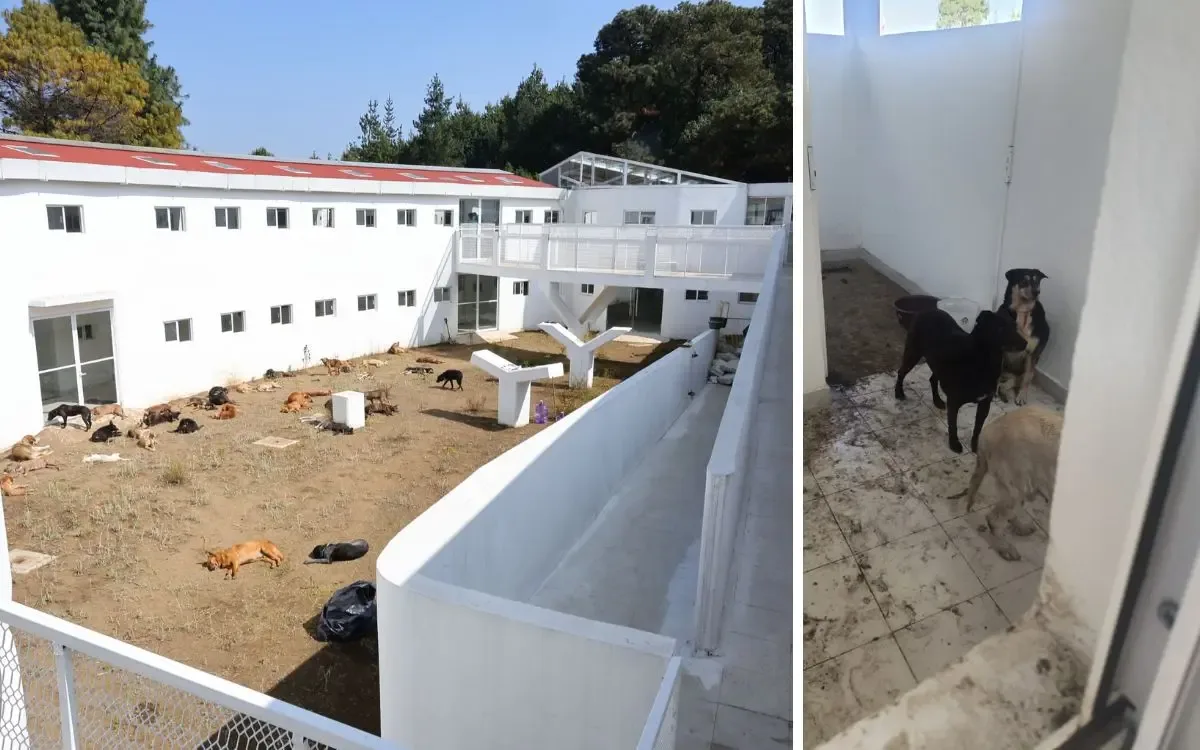 Rescatados en el albergue Ajusco, los perros viven bajo condiciones críticas.