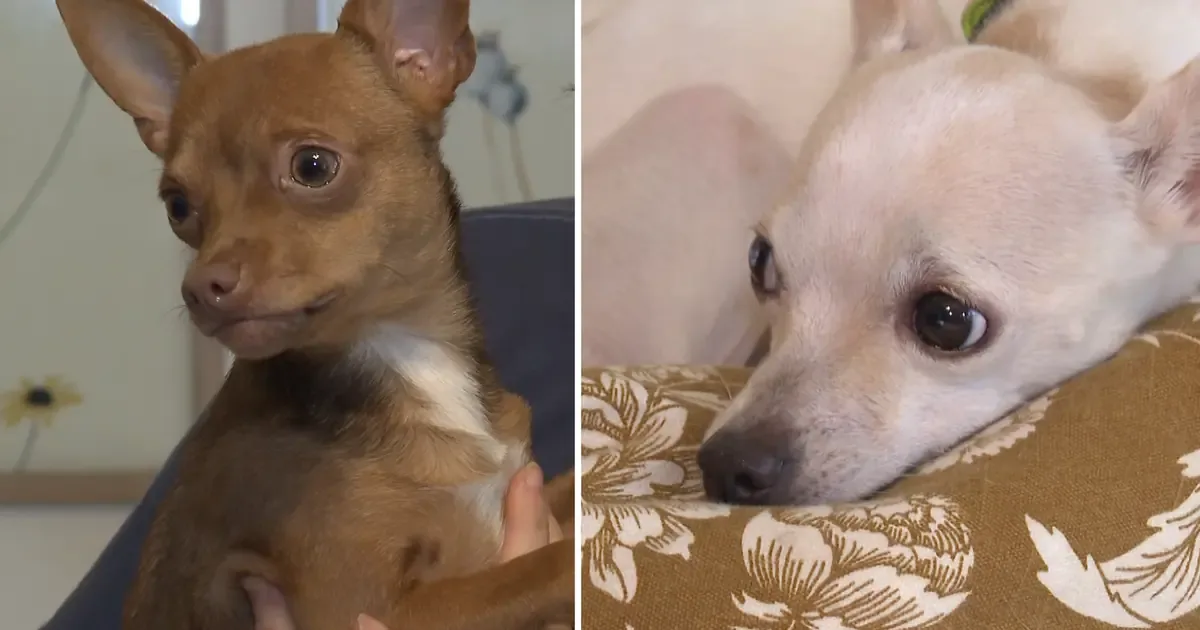 Los perros rescatados muestran mejoras significativas en cuidados temporales.