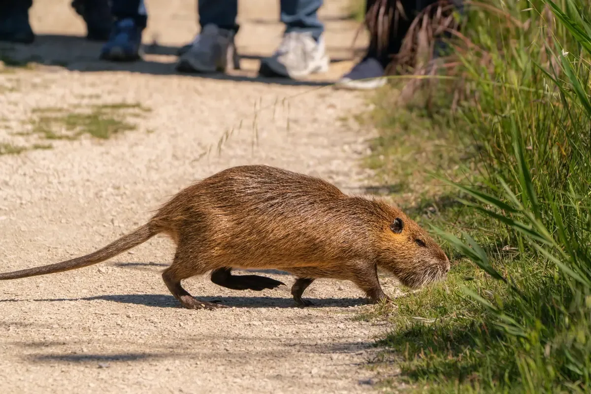 La gestión directa del servicio de fauna silvestre ha permitido recuperar un 70% de los animales atendidos.