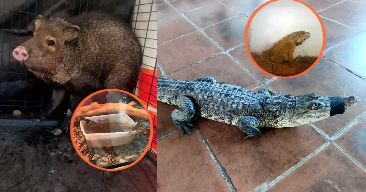La intervención de Profepa destaca los riesgos de tener animales silvestres en hogares particulares.