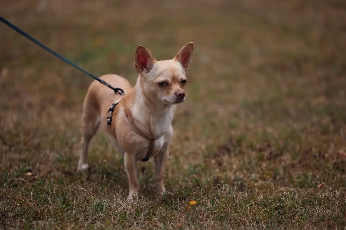 La intervención se realizó en el marco de una investigación por abuso animal en un hogar móvil.