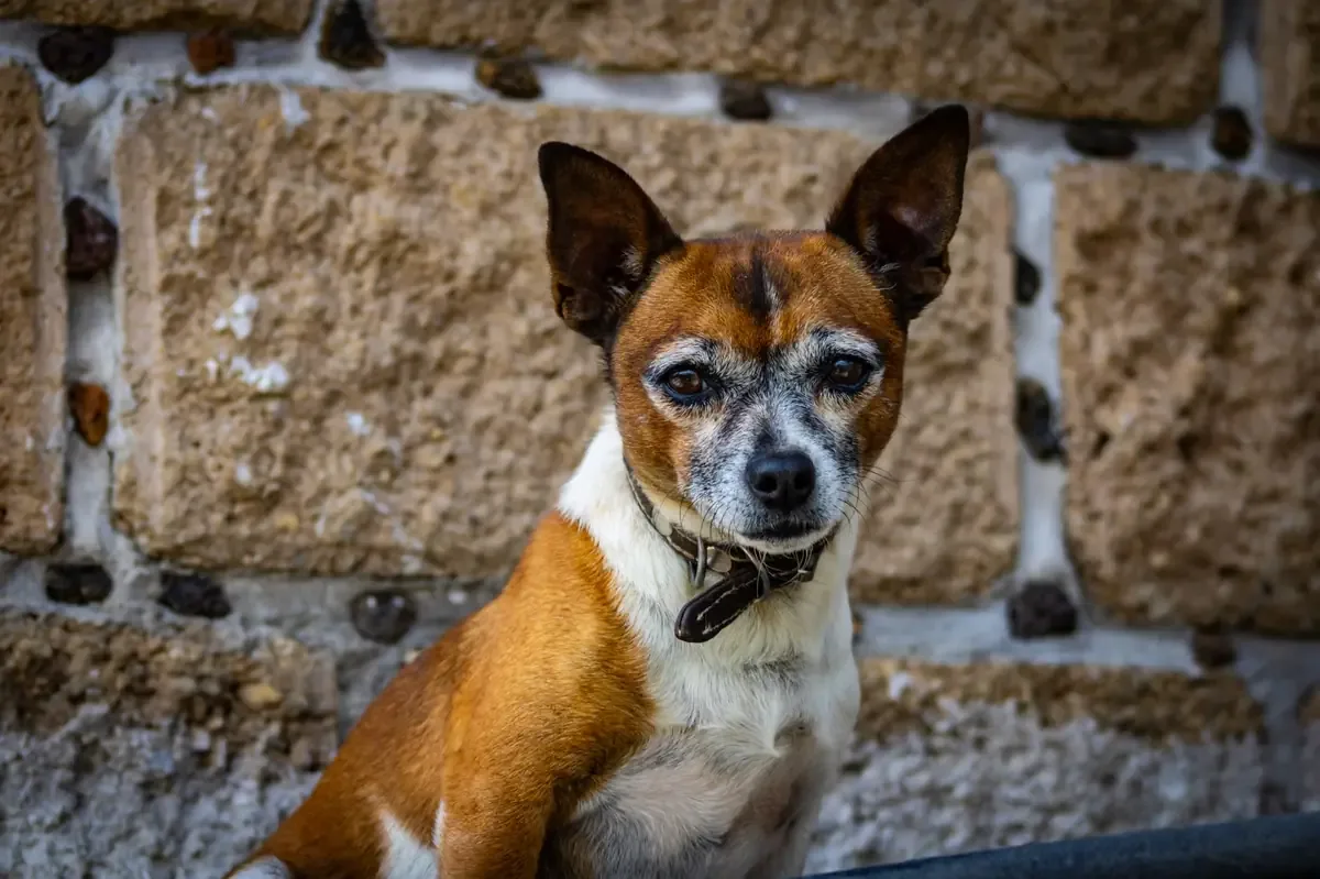 El rescate de estos canes pone de relieve la importancia del bienestar animal y la intervención ciudadana.