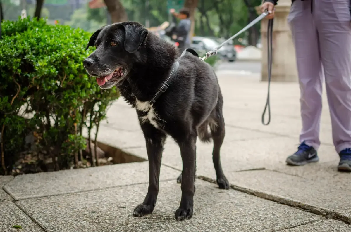 La crueldad hacia los animales genera indignación y busca justicia en Hidalgo.