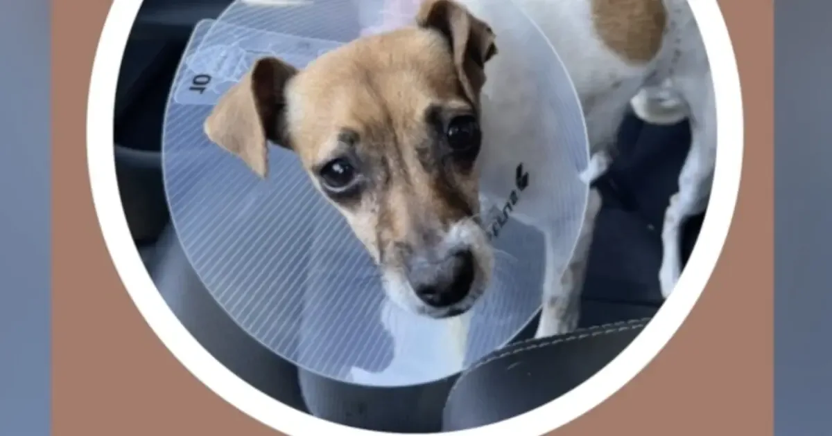 La historia de Lily resalta la necesidad de adopciones responsables en el refugio animal.