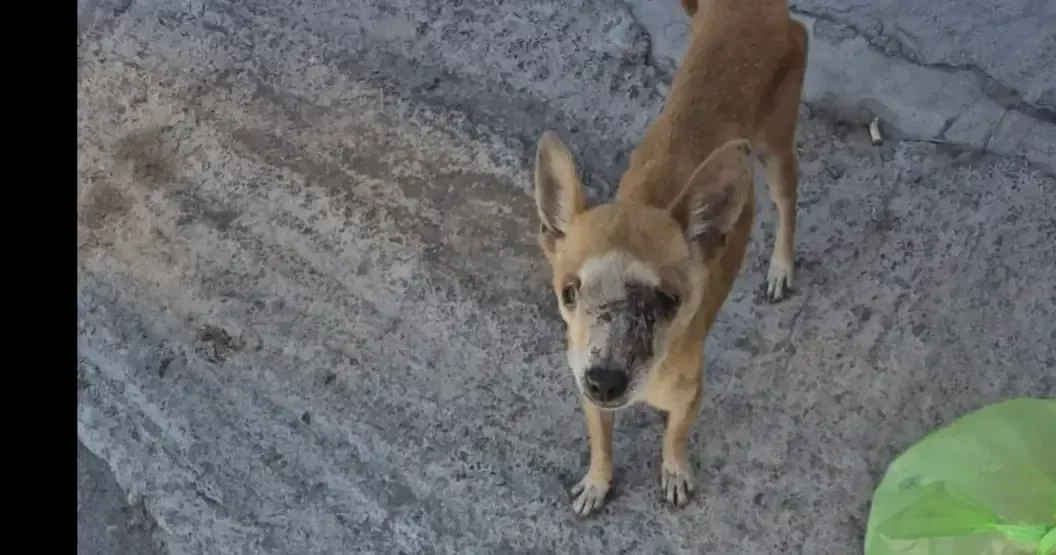 La Fundación Patitas Al Rescate busca apoyo para tratar a Chiwis, un perrito en estado crítico.