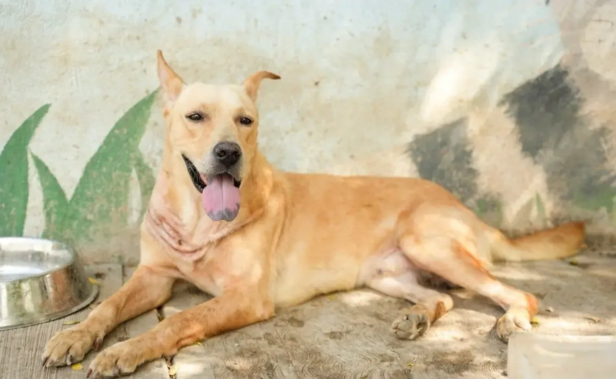 Un perro llamado "Franky" fue rescatado y está bajo tratamiento veterinario tras ser encontrado en condiciones de maltrato.