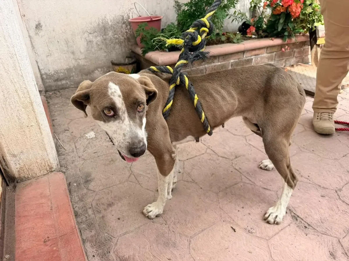 La Fiscalía de Michoacán actuó tras recibir denuncias de maltrato animal en Zitácuaro.