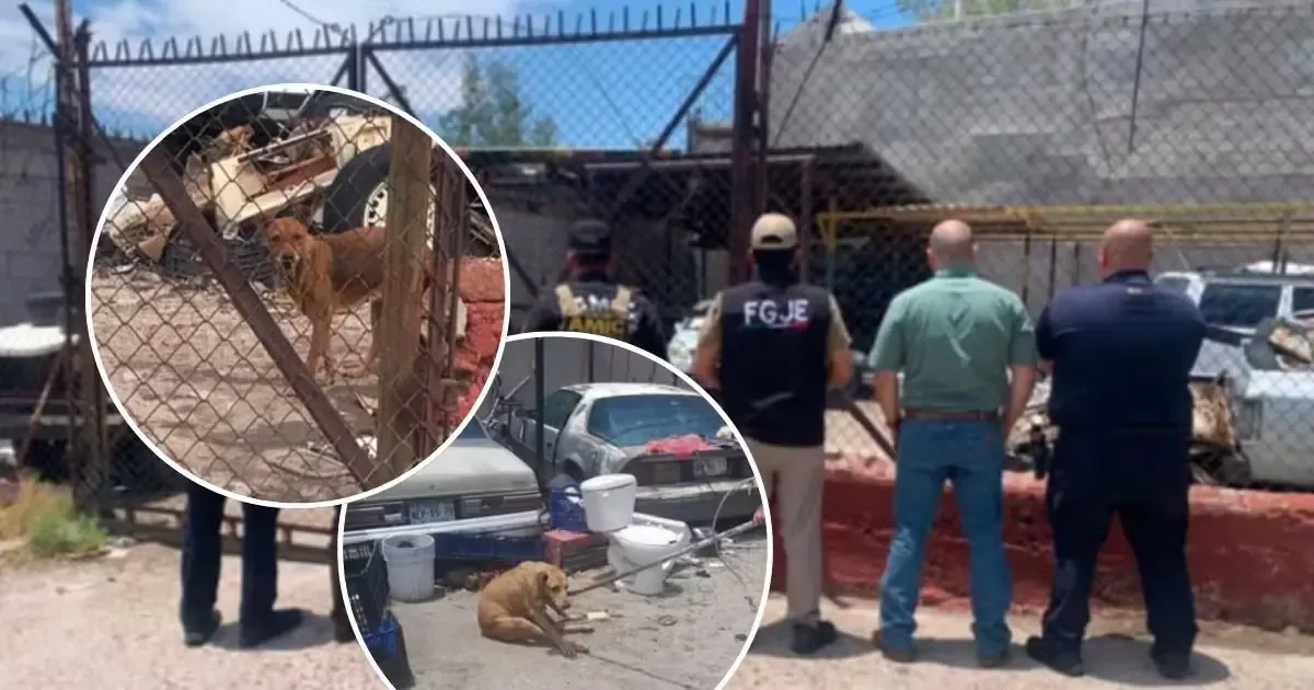 Dos perros fueron recuperados en un operativo por maltrato animal en Hermosillo, evidenciando la lucha contra el abuso a los animales.