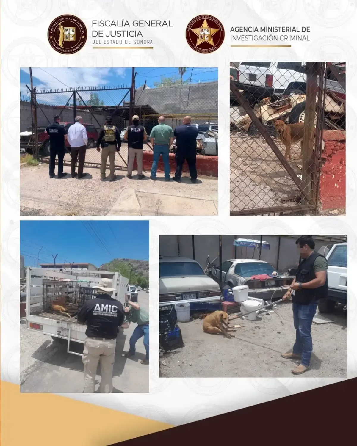 La acción de la AMIC resalta la lucha contra el maltrato animal en Sonora.