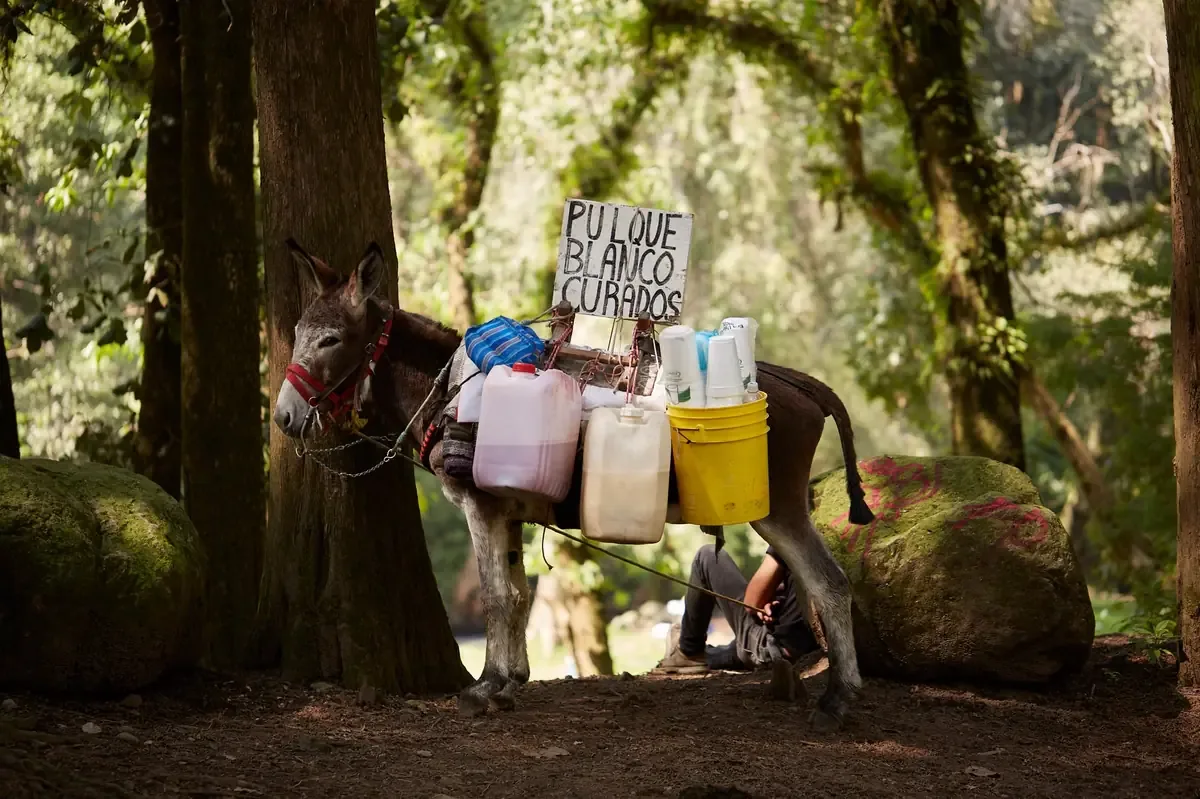 La Fiscalía asegura los felinos tras un cateo por presunto delito ambiental en la capital duranguense.