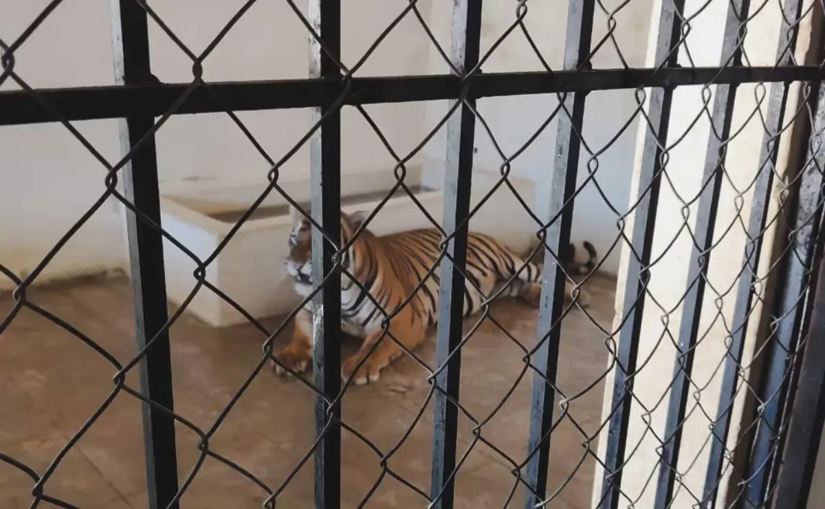 La Procuraduría Federal de Protección al Ambiente asegura tigres en un domicilio que no cumple con la legislación ambiental.