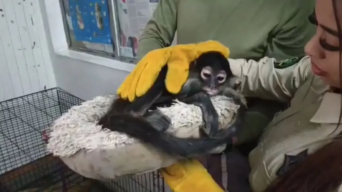 Este rescate refleja un incremento en la aparición de estos primates en la ciudad.