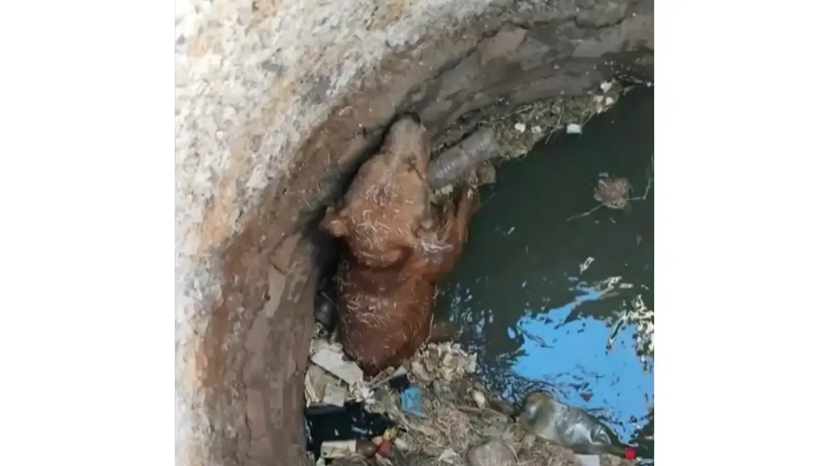 Un perro rescatado ileso tras quedar atrapado en alcantarilla durante labores de limpieza municipal.