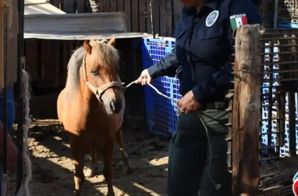 Un pony fue salvado de condiciones deplorables tras una denuncia por maltrato animal.