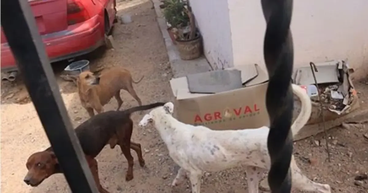 La Fiscalía de Sonora actuó tras un reporte anónimo sobre maltrato animal.