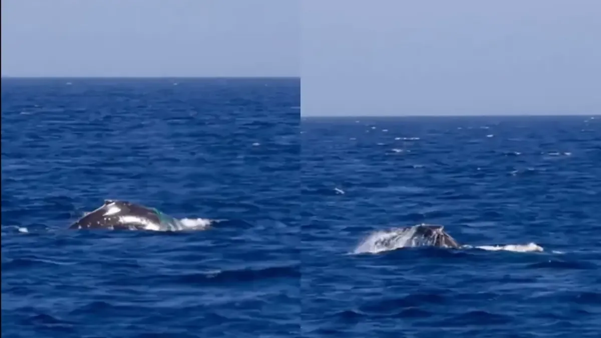 Un equipo de expertos intenta rescatar una ballena jorobada en condiciones difíciles.