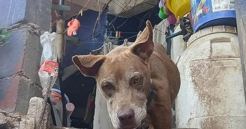 Rescate de "Dolly", la canina maltratada en La Sabana, Acapulco.