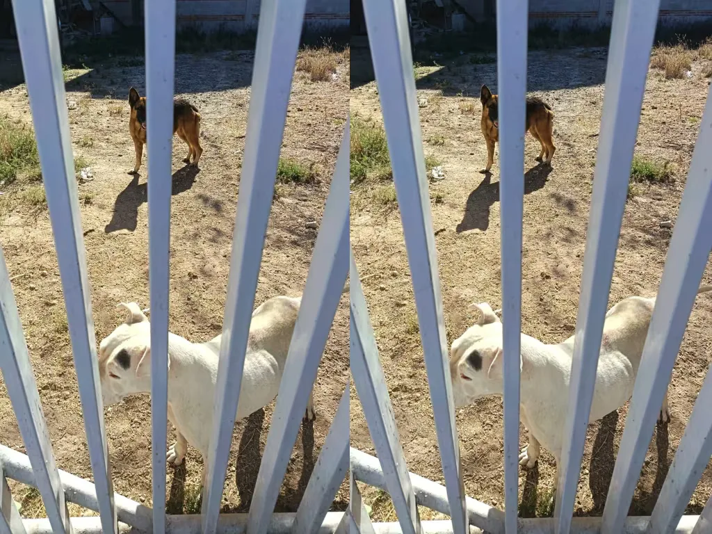 Rescate de dos perritos abandonados en Tequisquiapan por autoridades locales.