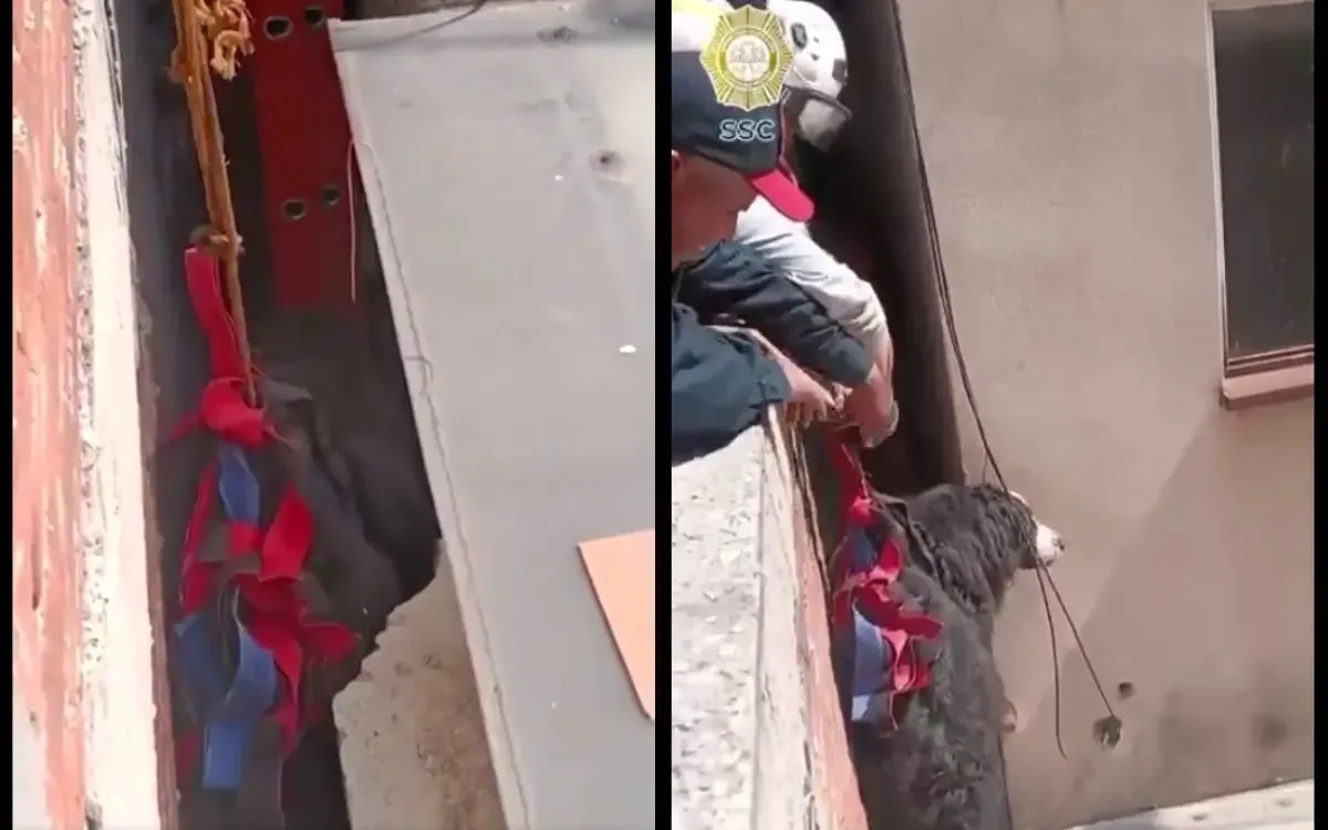 Rescate de la perrita Génova entre edificios en la alcaldía Benito Juárez.