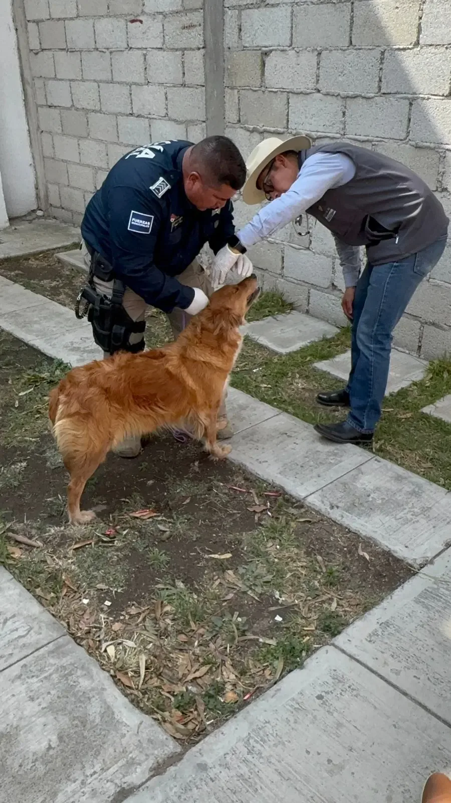 Rescate de perra maltratada en Mineral de la Reforma por especialistas.