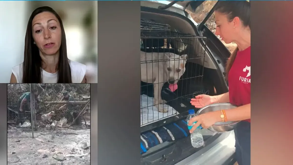 La Guardia Civil y voluntarios trabajan para recuperar mascotas de evacuados en medio de un desastre.