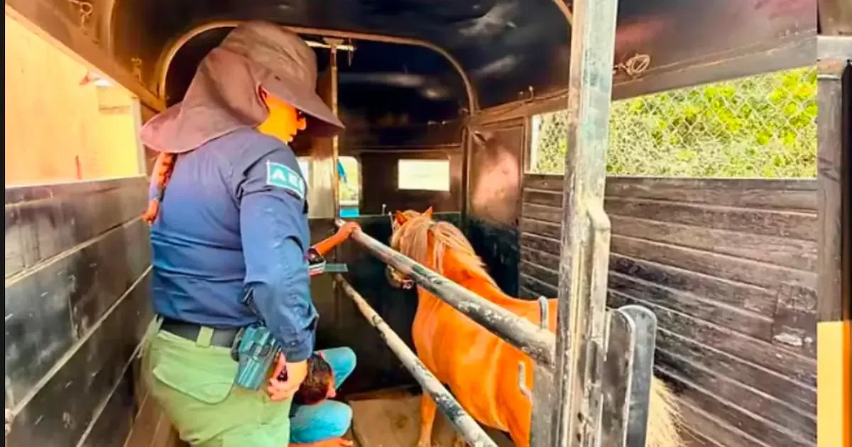 La intervención municipal busca garantizar el bienestar de los animales en la zona.