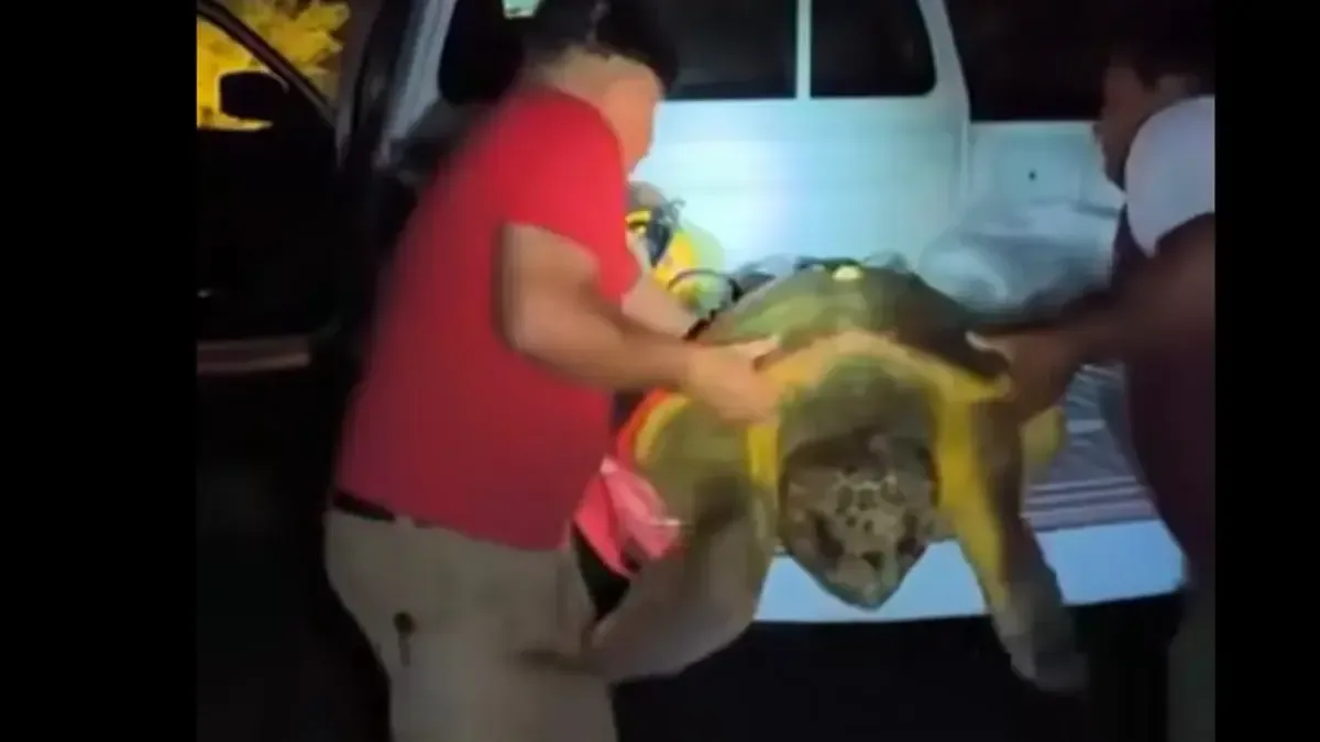Ciudadanos reportaron a la tortuga desorientada y fue devuelta al mar.