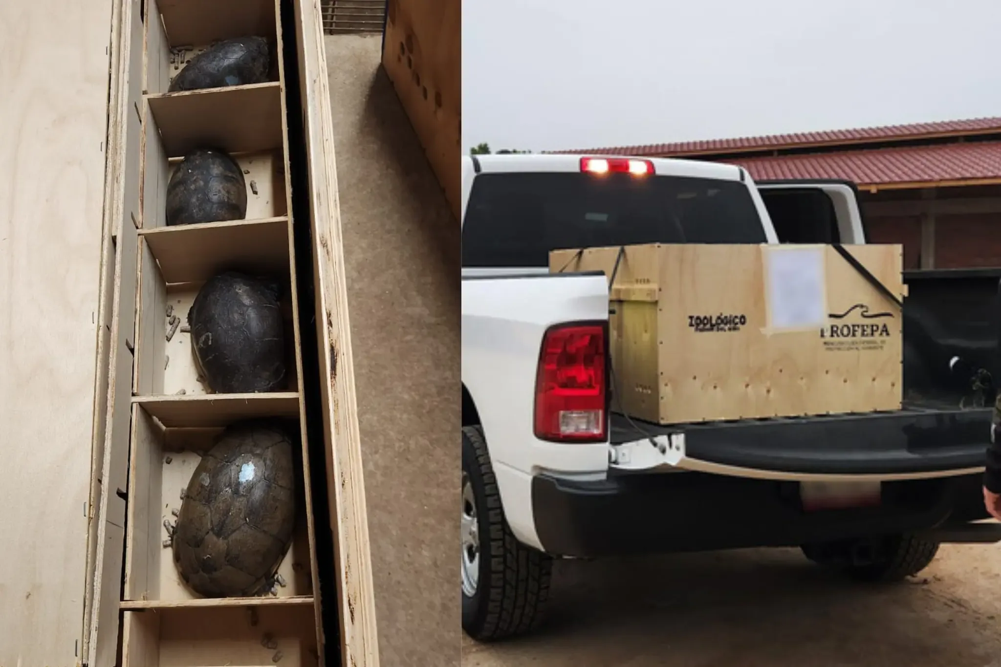 Rescate de tortugas en el Aeropuerto Internacional de Tijuana.
