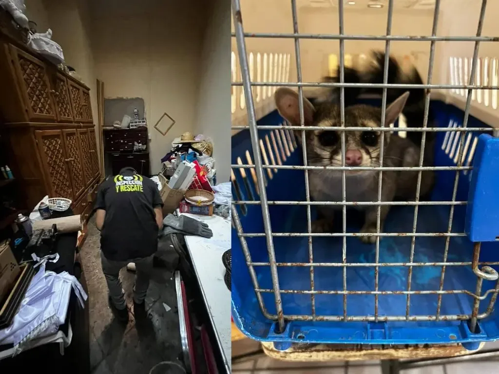 Rescate de un cacomixtle por el Instituto Municipal de Protección Animal en Querétaro.