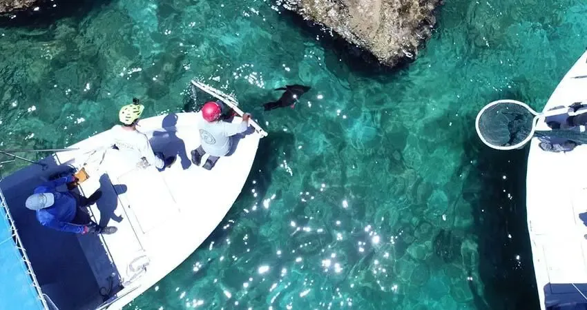 Rescate de un lobo marino a cargo de la UABCS en Baja California Sur.