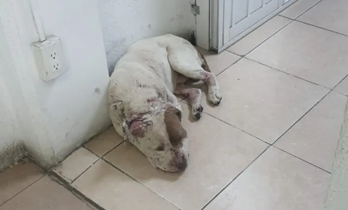 Rescate de un perro maltratado en Mineral de la Reforma, Hidalgo.