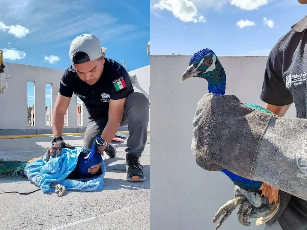 Rescate exitoso de un pavo real en El Marqués, Querétaro.