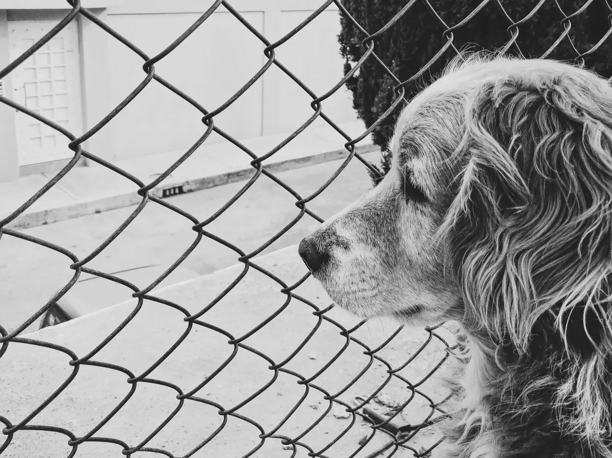 La creciente problemática del abandono animal en Saltillo necesita atención urgente.