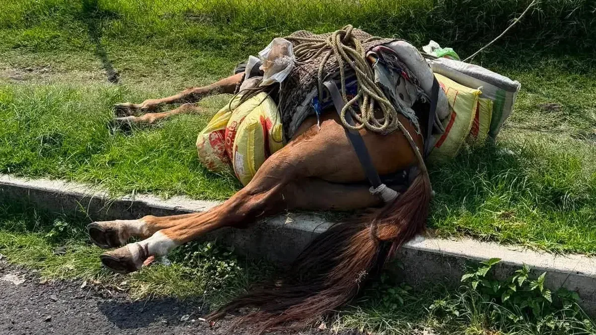Preocupa la salud de un caballo abandonado en Morelia; autoridades piden ayuda para encontrarlo.