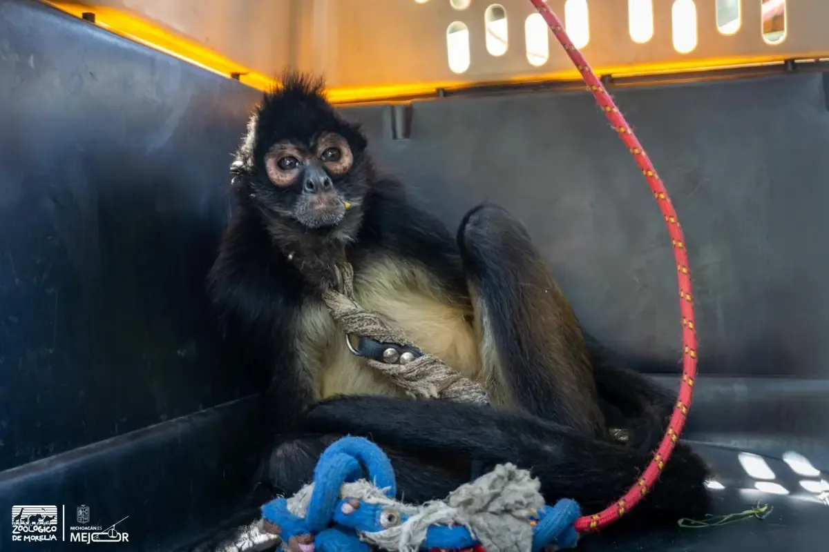 El rescate del mono araña resalta la importancia de la protección de la fauna silvestre.