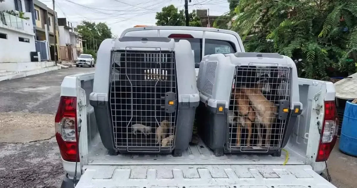 La atención municipal busca garantizar el bienestar de los animales y fomentar su adopción.