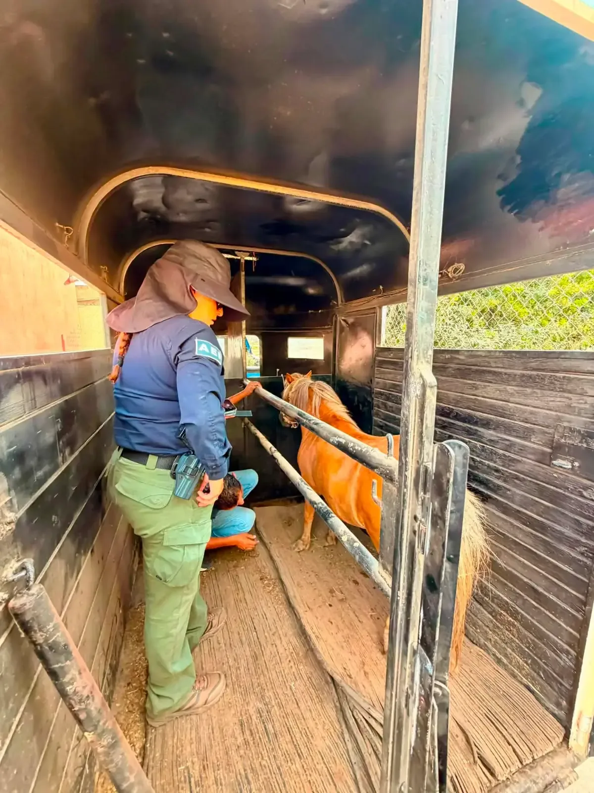 Tras un video viral, autoridades de Baja California atienden un caso de maltrato animal y rescatan a un pony.