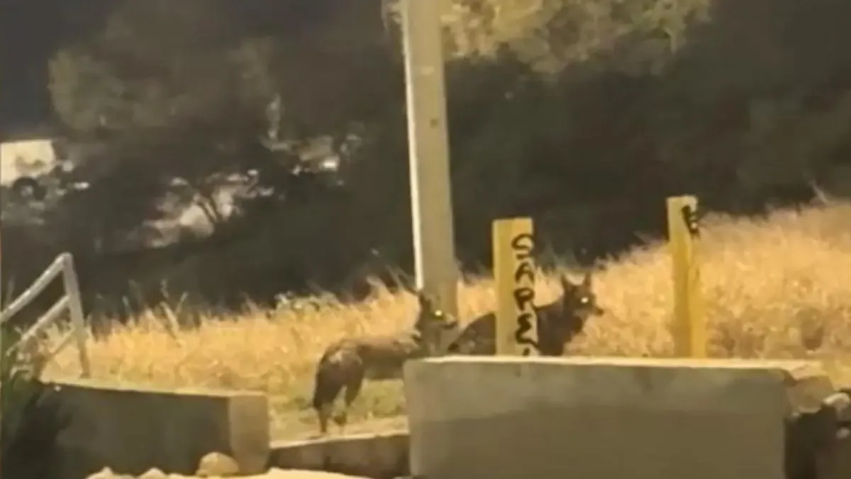 Residentes preocupados ante la presencia de una manada de coyotes en áreas habitacionales, donde transitan muchos estudiantes.