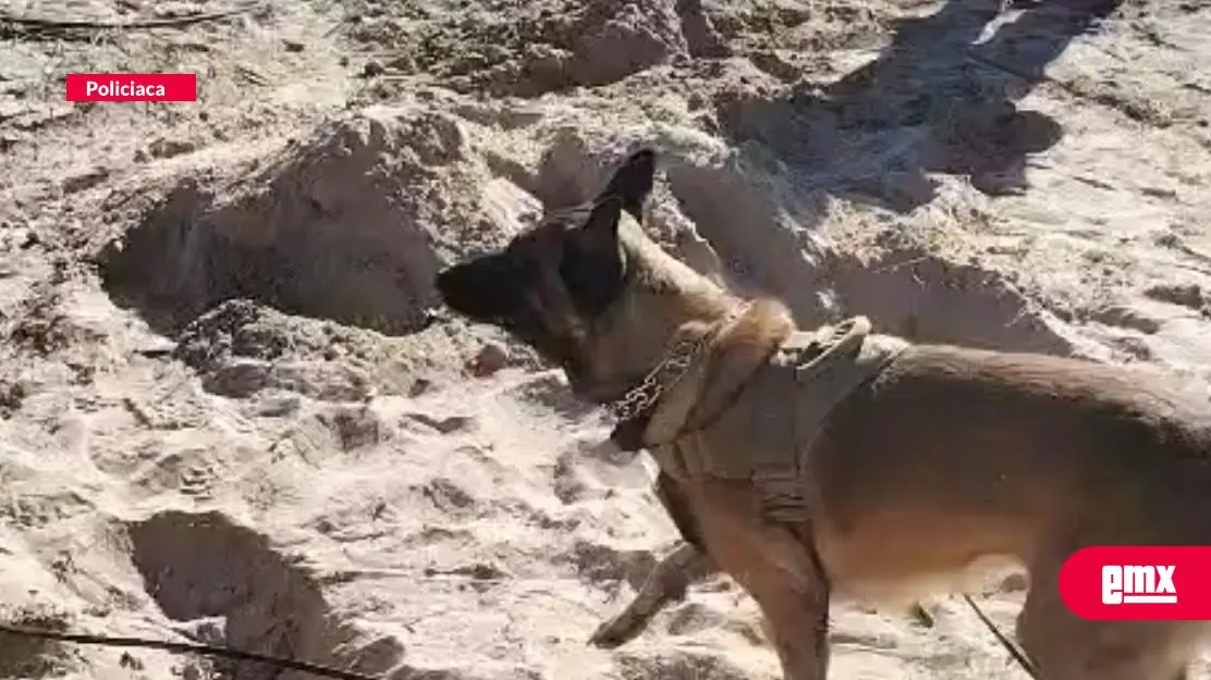 Restos humanos han sido hallados en fosas clandestinas en Miguel Alemán, BC.