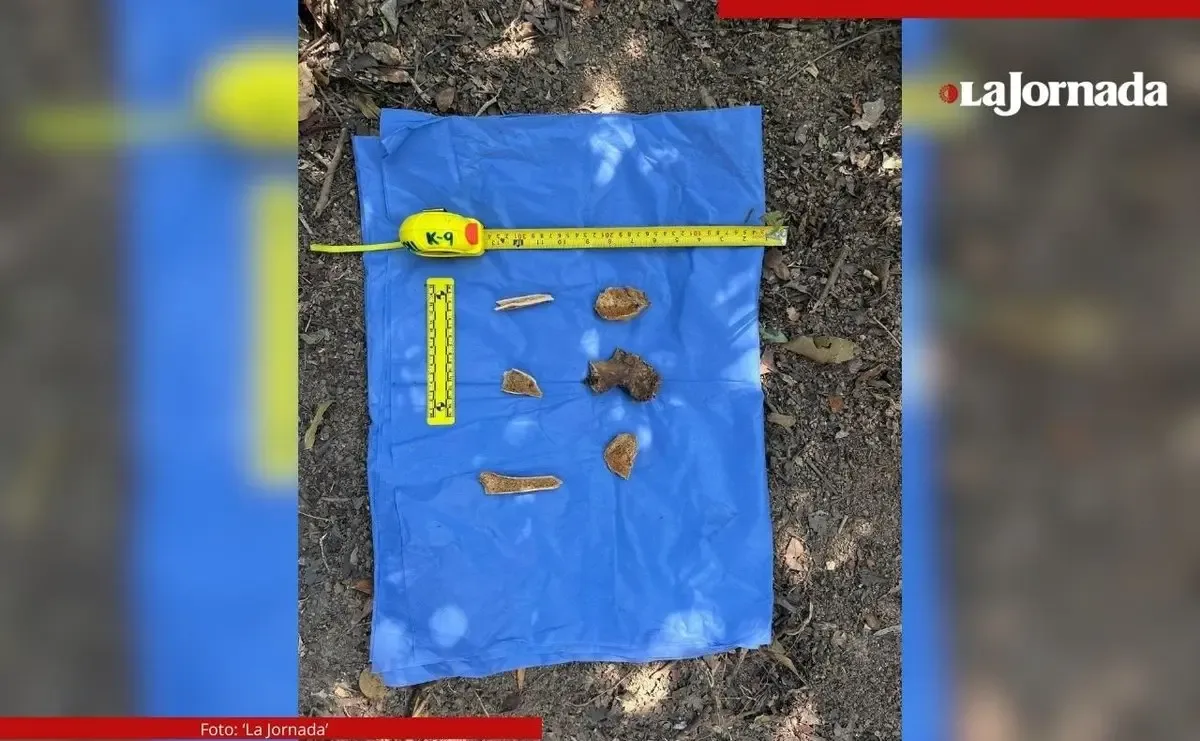 Restos óseos encontrados en Acapulco durante la búsqueda de Vicente Suástegui.