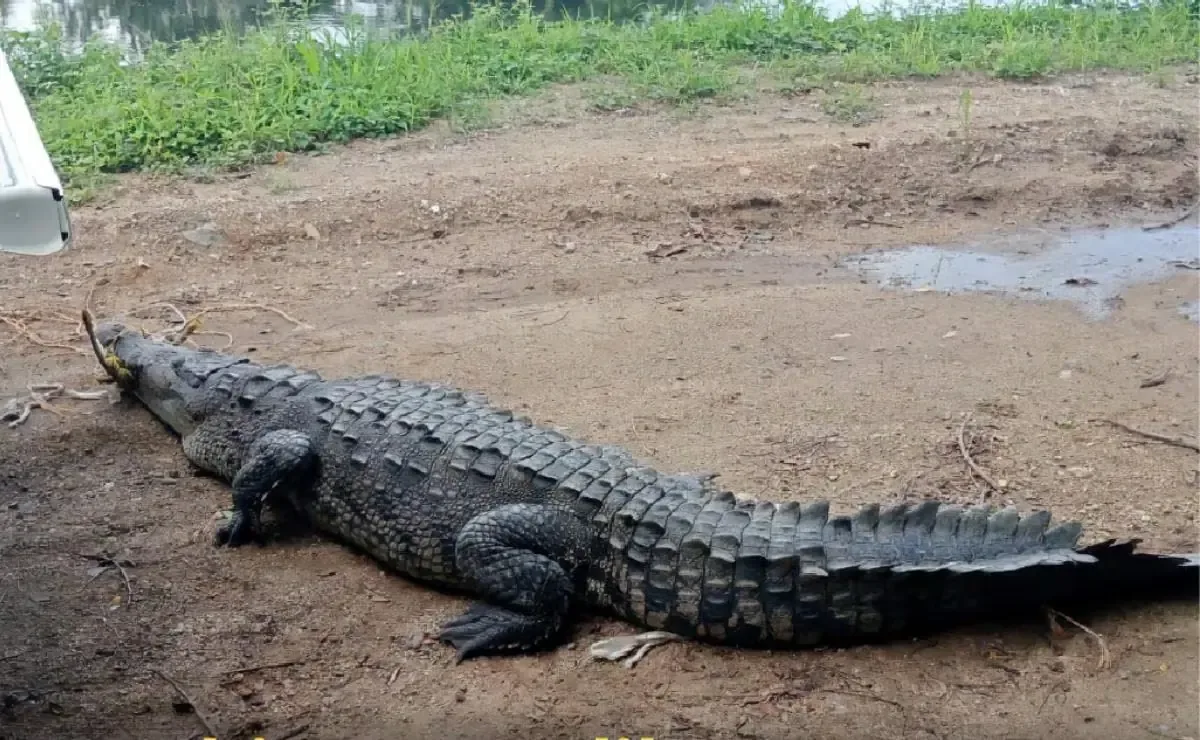 La reubicación del reptil se llevó a cabo tras reportes en redes sociales.