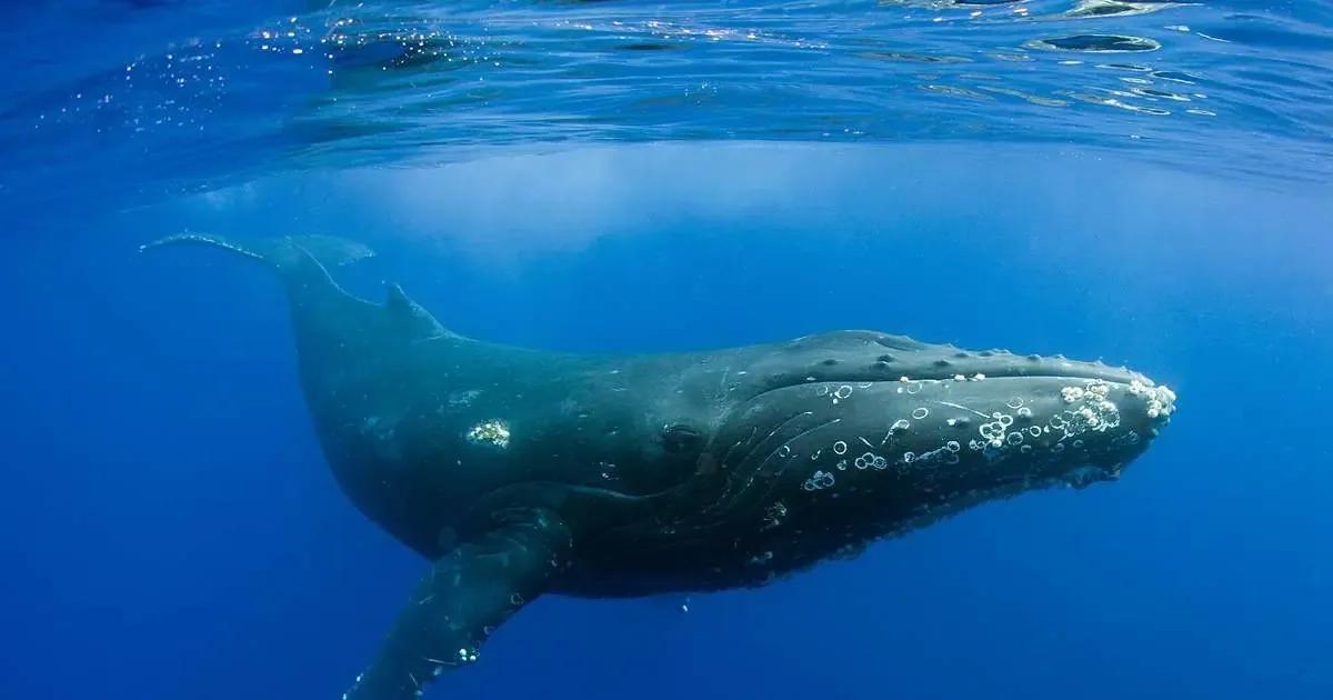 La grabación de sonidos de ballenas en 1970 transformó la percepción de estas criaturas y activó esfuerzos de conservación.