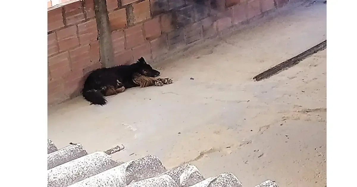 La propagación del gusano barrenador aumenta dueños irresponsables que abandonan a sus mascotas en condiciones peligrosas.