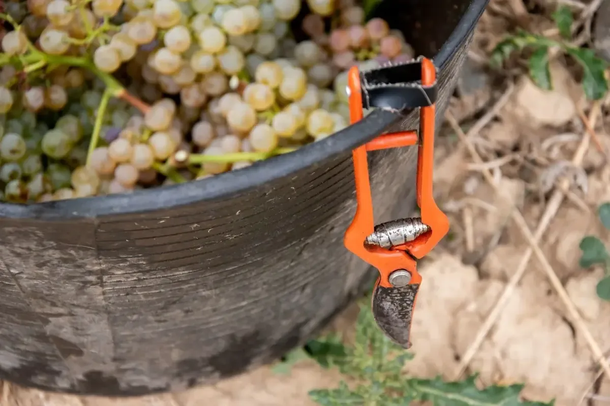 La cosecha 2023 en Rioja se caracteriza por su antelación y un notable equilibrio en los vinos.