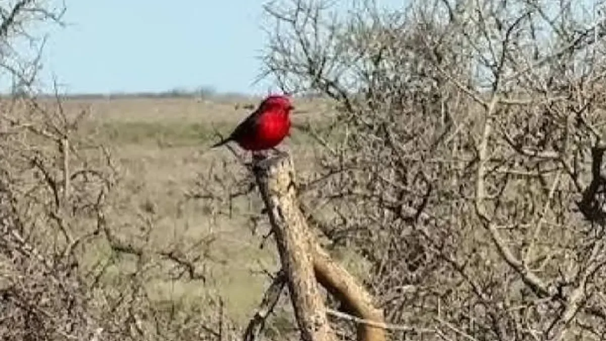 Una nueva ley en Río Negro busca resguardar al churrinche y fomentar el turismo responsable.