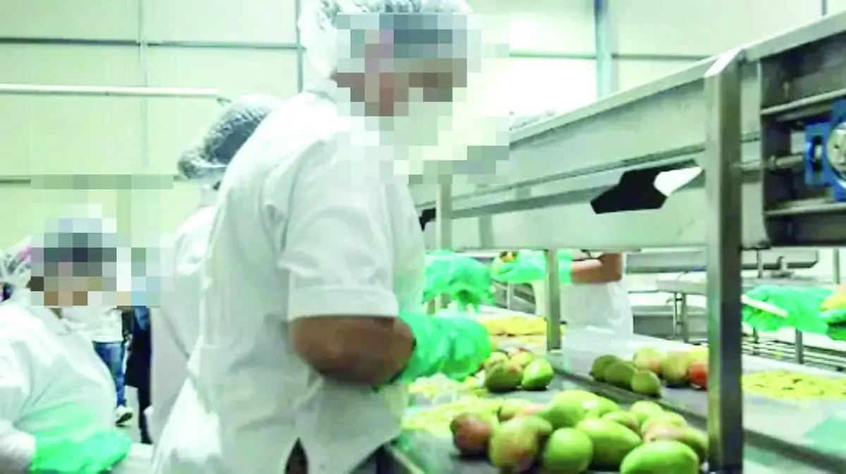 Los olores provenientes de la procesadora de aguacate afectan la salud de los habitantes de Sabinas.