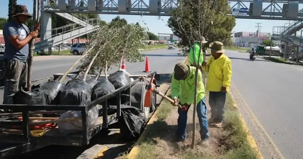 La ciudad fortalece su infraestructura verde con nuevas acciones enfocadas en espacios públicos.