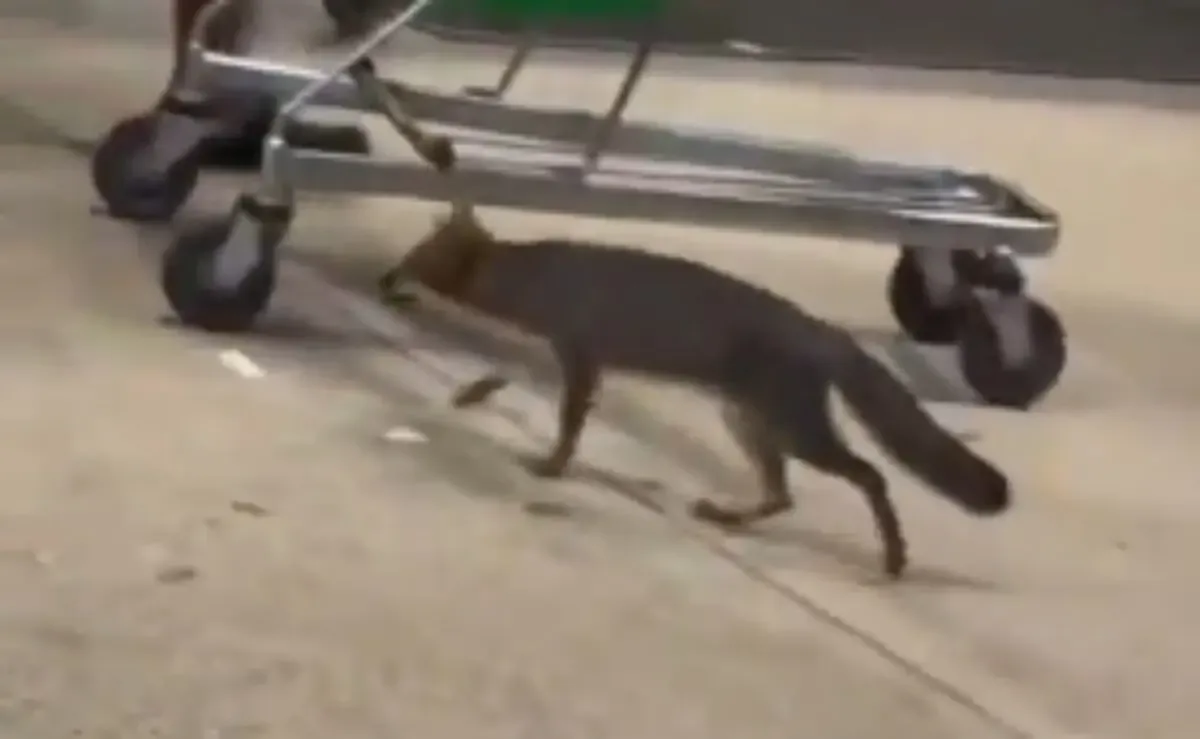 La Secretaría de Salud de Quintana Roo activa un protocolo ante presencia de un zorro gris que podría transmitir rabia.