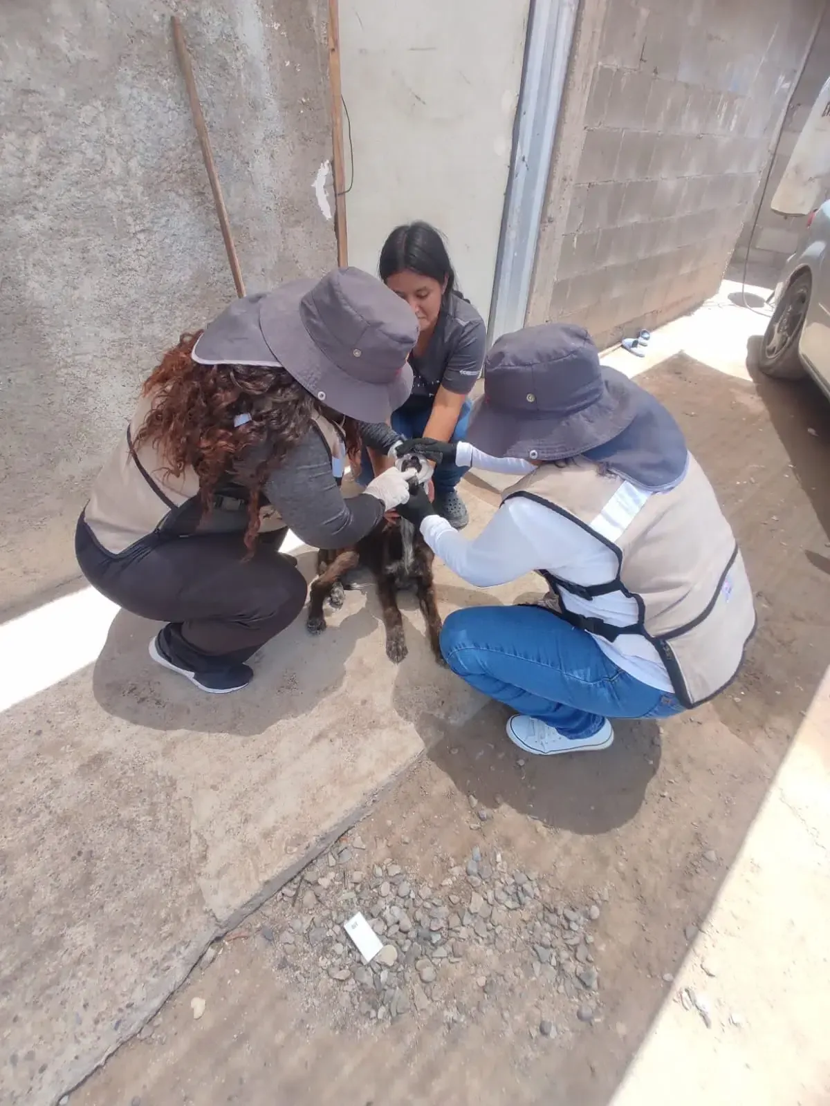 La Secretaría de Salud fortalece acciones de prevención para combatir la rickettsia en diversas comunidades sonorenses.
